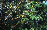 tree picture