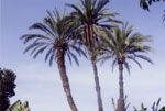 Palm Tree Pictures, Palm Tree Photos, Image of Palm Tree, Palm Tree Pic