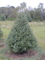 Arizona Cypress, Arizona Cypress Tree Photo