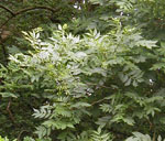 Ash Tree Leaves