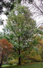 Ash Tree Picture