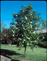 Mountain Ash Tree Pictures: Spring Picture of Flowering Mountain Ash