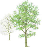 Aspen Tree Pictures: