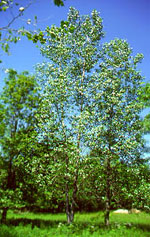Trembling Aspen