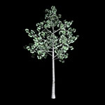 Aspen Tree Picture