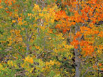 tree picture