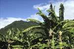 Palm Tree Pictures, Palm Tree Photos, Image of Palm Tree, Palm Tree Pic