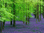 beech tree picture
