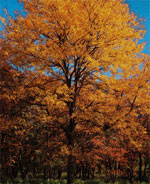Honey Locust Tree