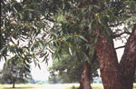 hickory tree picture