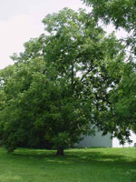 Large Black Walnut Tree Photo