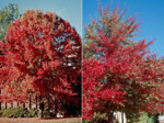 Picture of Black Tupelo Gum Tree