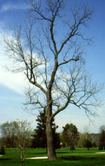 Black Walnut Tree Picture