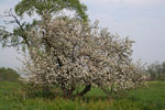 tree picture