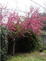Peach Trees, Blossoming Flowering Peach Tree, Pictures, Images & Photos for Peach Tree Identification