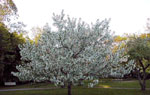 tree picture