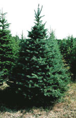 Blue Spruce Tree