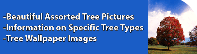 Tree Pictures