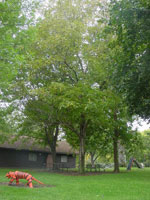 Butternut Tree