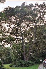Butternut Tree