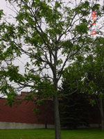 Butternut Tree