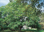 Butternut Tree