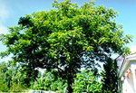 Butternut Tree