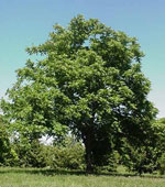Butternut Tree