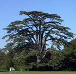 Large Cedar Tree Pic, Mature Old Cedar Tree Image