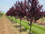 Plum Tree Type, Cherry Plum Tree