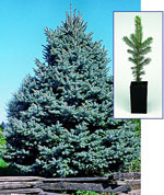 Blue Spruce, Colorado Spruce Tree