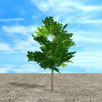 Hackberry Tree picture