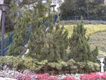 Cypress Trees Picture