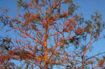 Cypress Tree Pictures; Branches of the Cypress Trees