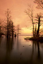 Cyprus Trees in the Sunset