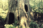 Hollow Cyprus Tree Trunk Picture
