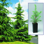 Deodara Cedar Tree Pic, Cedar Trees & Sapling Cedar Tree Image