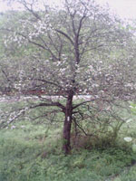 dogwood tree picture