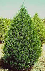 Cedar Tree, Eastern Red Cedar