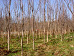 elm tree pictures of Elm Trees growing at a Tree Farm
