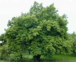 tree picture