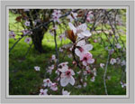 Plum Tree, Close up of Plum Tree Flowers