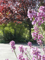 Red Plum Tree Photo