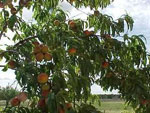 Peaches, Peach Tree Fruit, Pictures, Images & Photos for Peach Tree Identification
