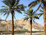 Palm Tree Pictures, Palm Tree Photos, Image of Palm Tree, Palm Tree Pic