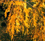 Honey Locust Tree Leaves