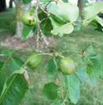 Walnuts, Green Walnut Fruit