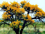 Black Gum Tree Pictures