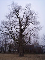 Hackberry Tree picture
