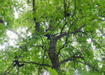 Hackberry Tree Leaves & Branches